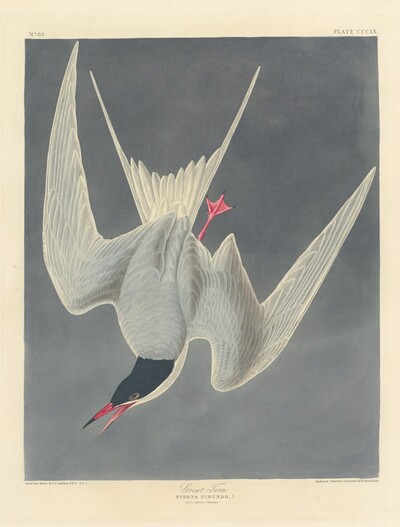 Great Tern