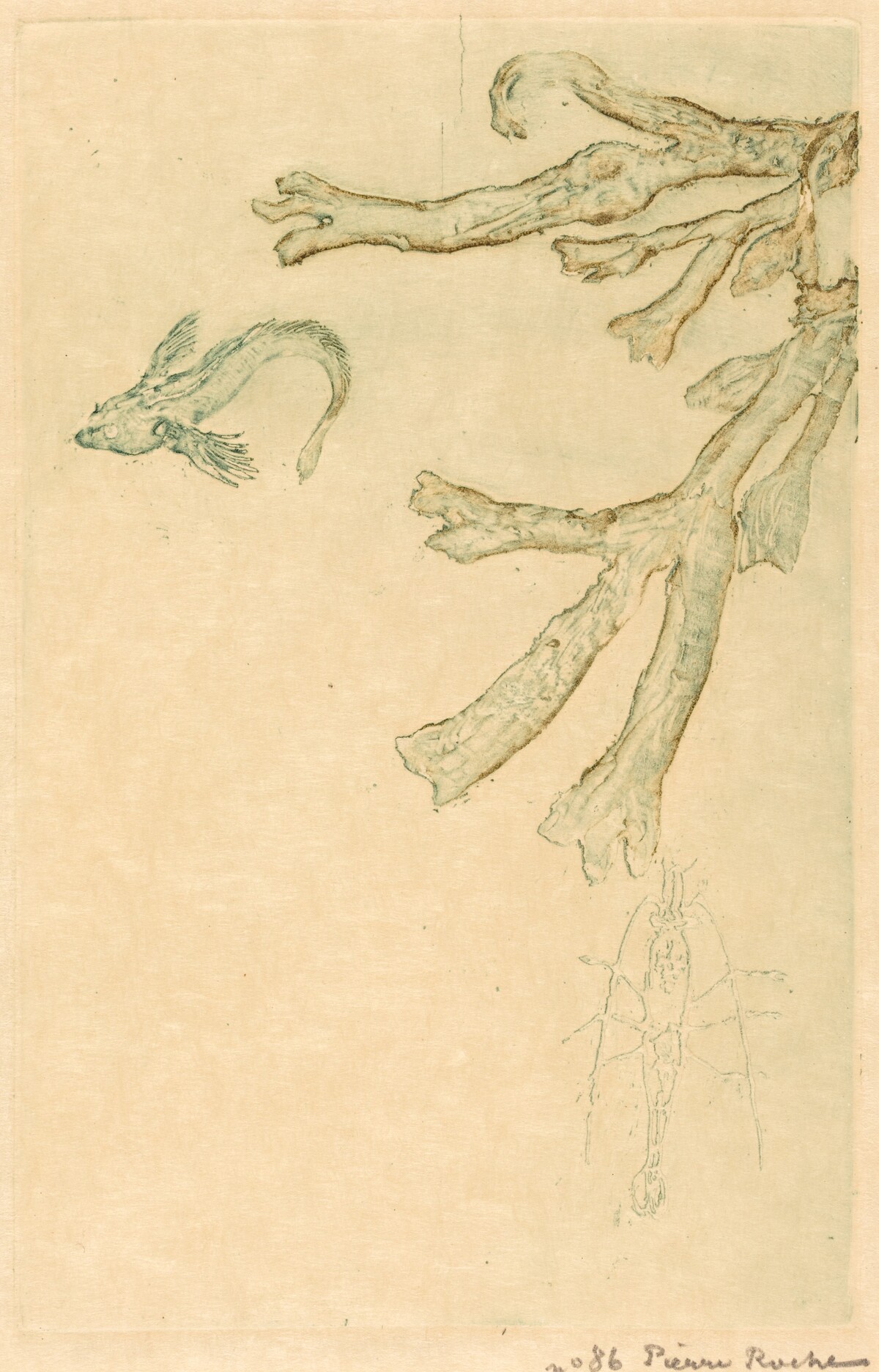 Marine Algae (Algues marines) by Pierre Roche
