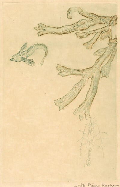 Marine Algae (Algues marines)