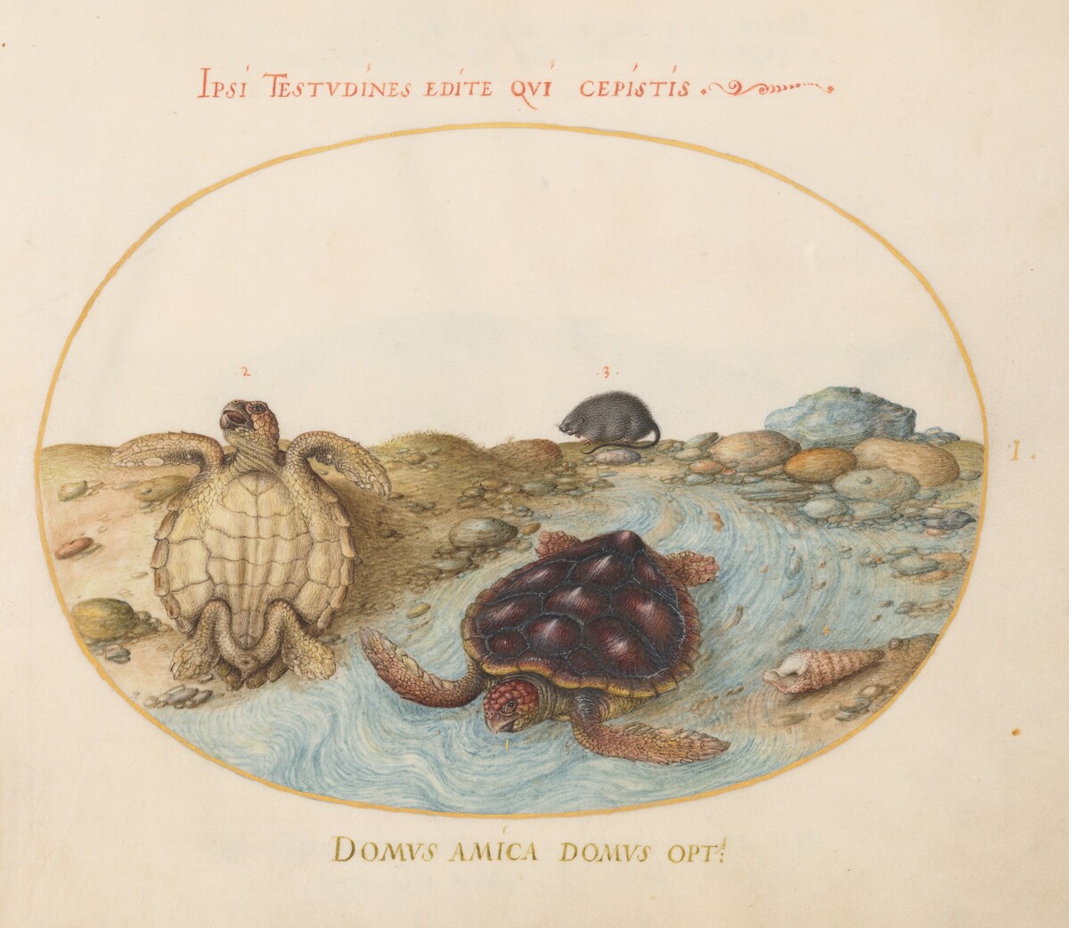 Plate 1: Two Loggerhead or Green Sea Turtles, a Muskrat, and Shells by Joris Hoefnagel
