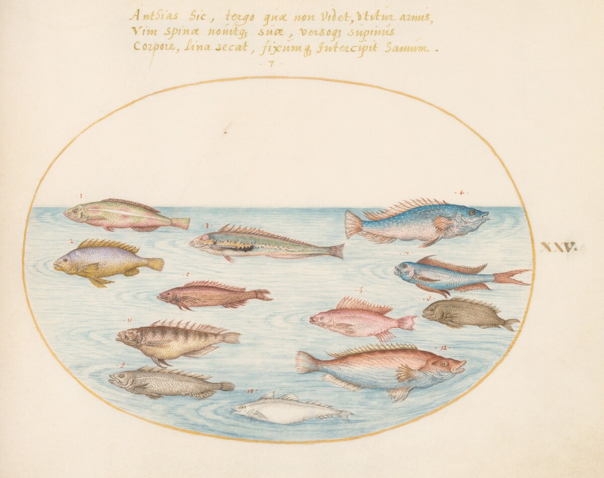 Plate 25: Mediterranean Rainbow Wrasse, Other Wrasse, a Swallowtail Sea Perch(?), Several "Anthiae," and Other Fish by Joris Hoefnagel