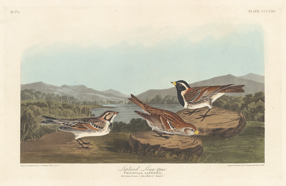 Lapland Longspur by Robert Havell after John James Audubon