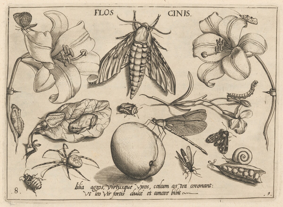 Archetypa studiaque patris Georgii Hoefnagelii [Part 1, Plate 8] by Jacob Hoefnagel after Joris Hoefnagel