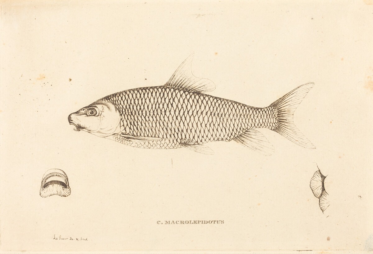 C. Macrolepidotus by Charles Alexandre Lesueur