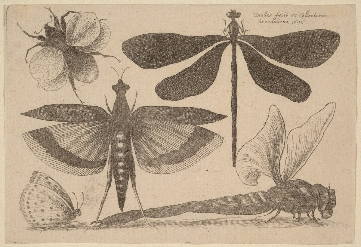 Dragonflies, a Bumble-Bee, and a Butterfly by Wenceslaus Hollar
