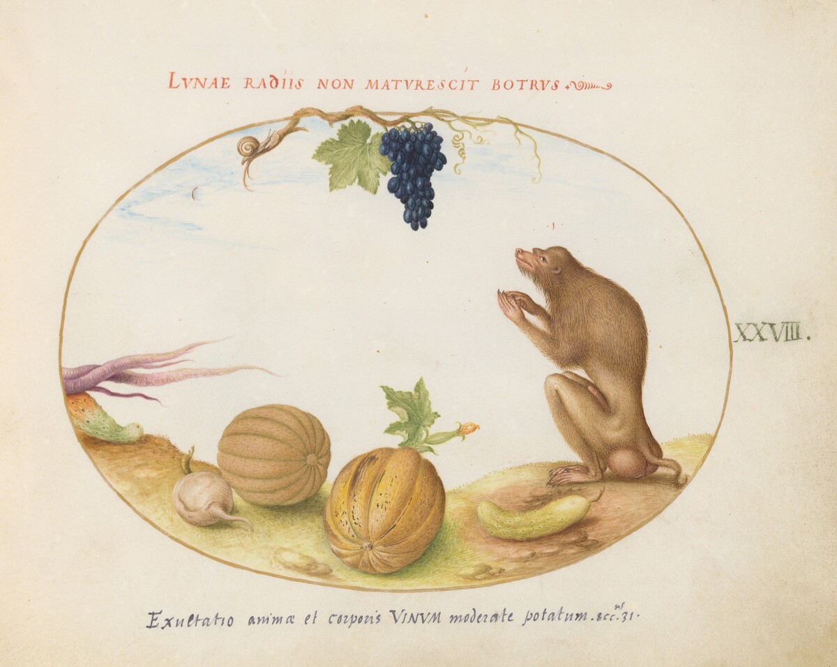 Plate 28: A "Tartarine" (Barbary Macaque?)  with Fruit and a Snail by Joris Hoefnagel