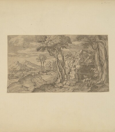 Narcissus