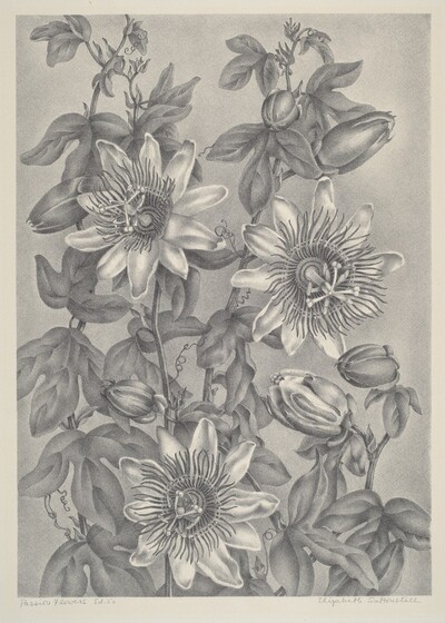 Passion Flowers