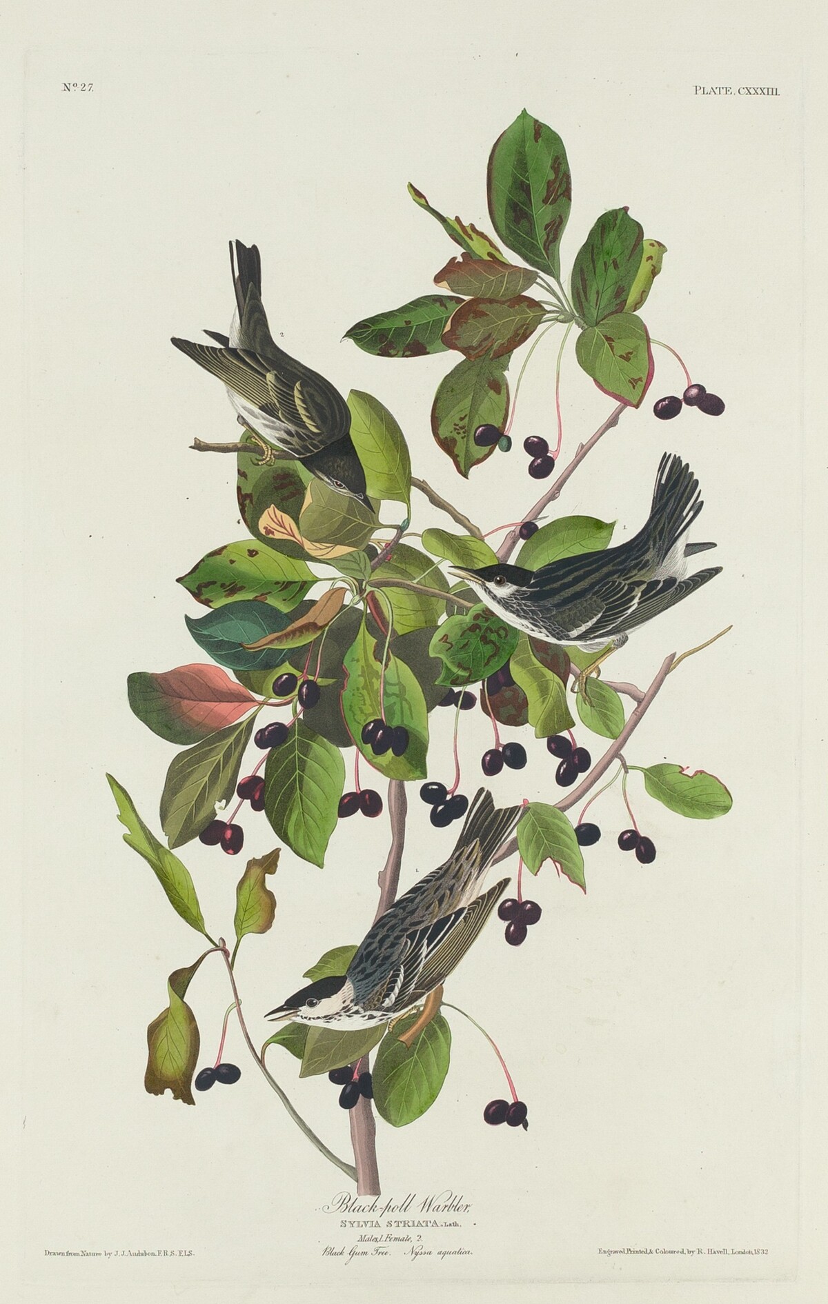 Black-Poll Warbler by Robert Havell after John James Audubon