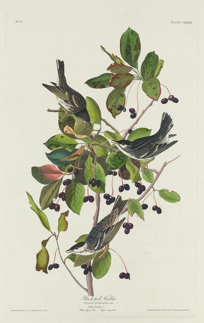 Black-Poll Warbler