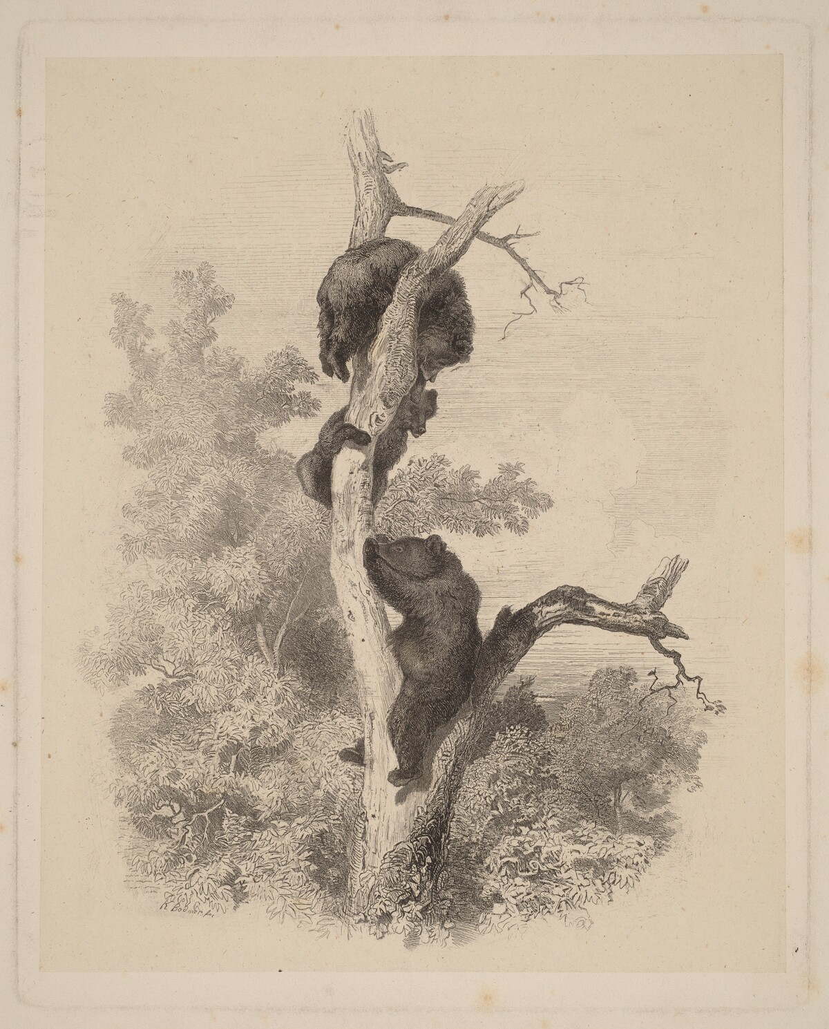 Les Ours (The Bears) by Karl Bodmer