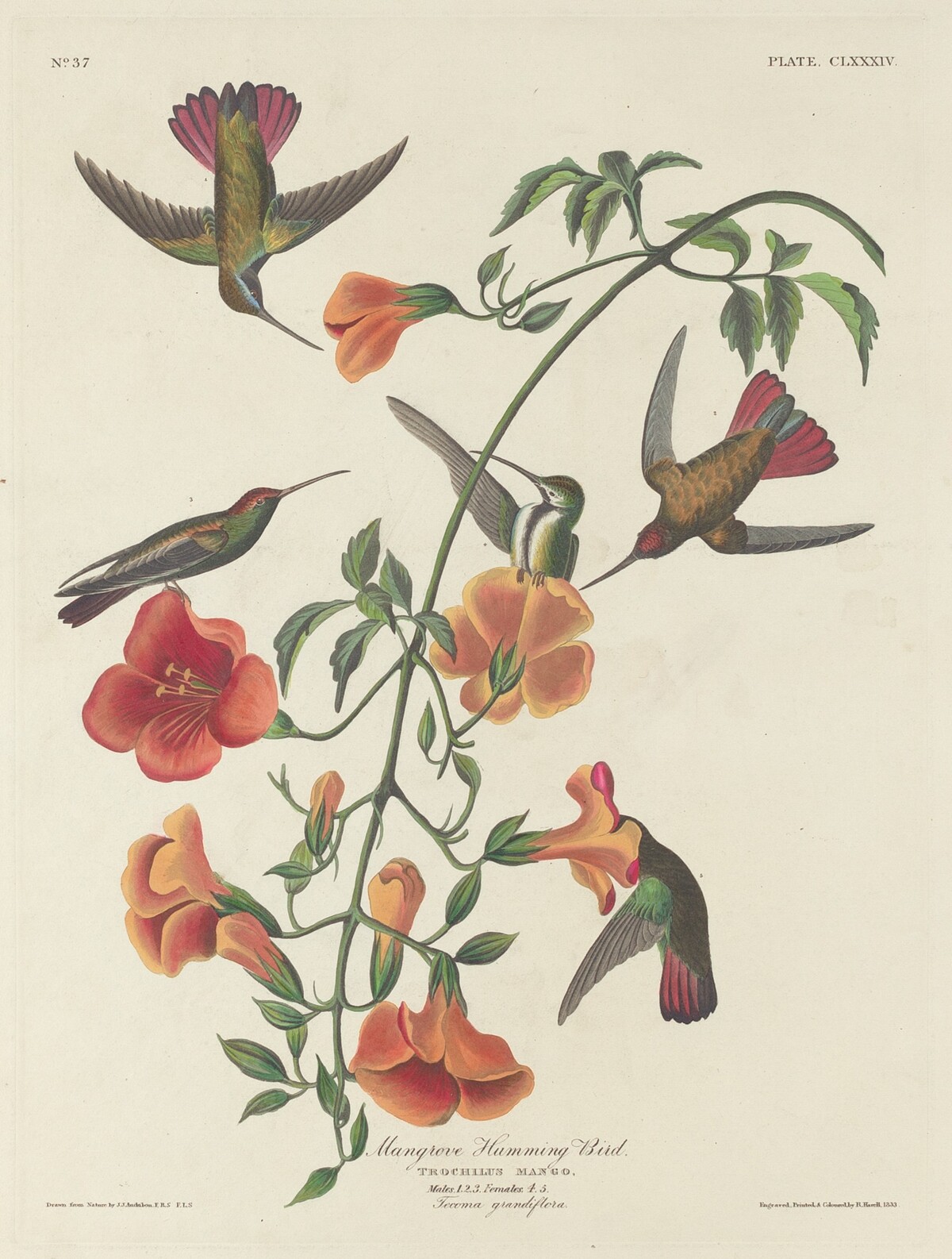 Mangrove Humming Bird by Robert Havell after John James Audubon