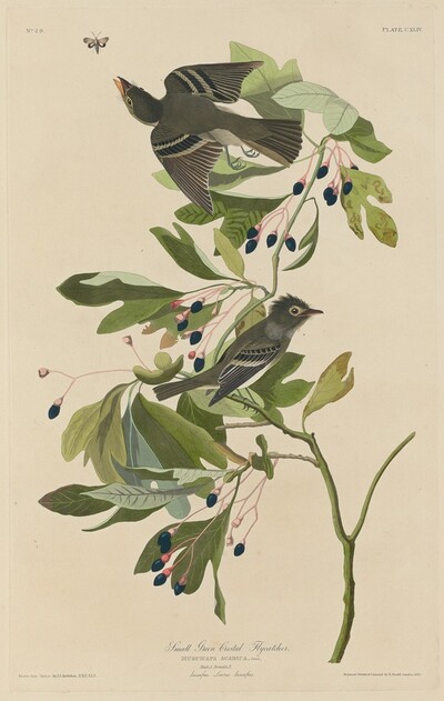 Small Green-Crested Flycatcher