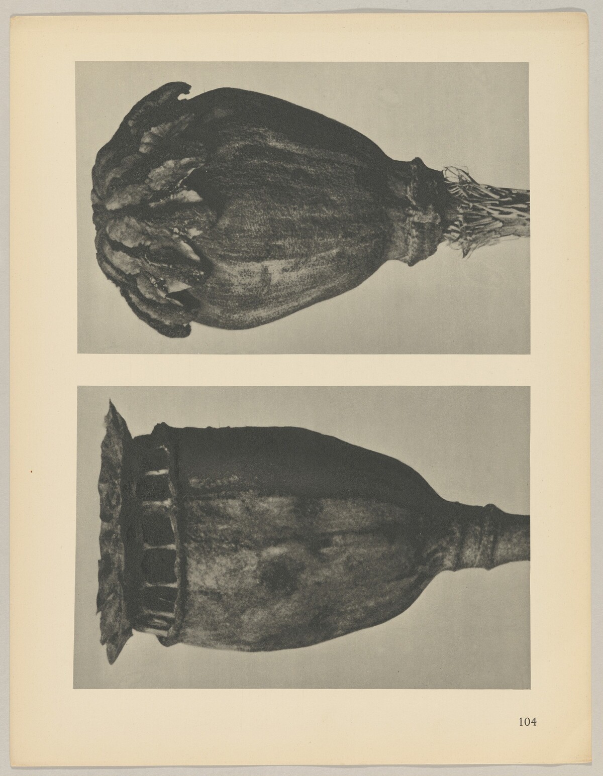 Papaver by Karl Blossfeldt