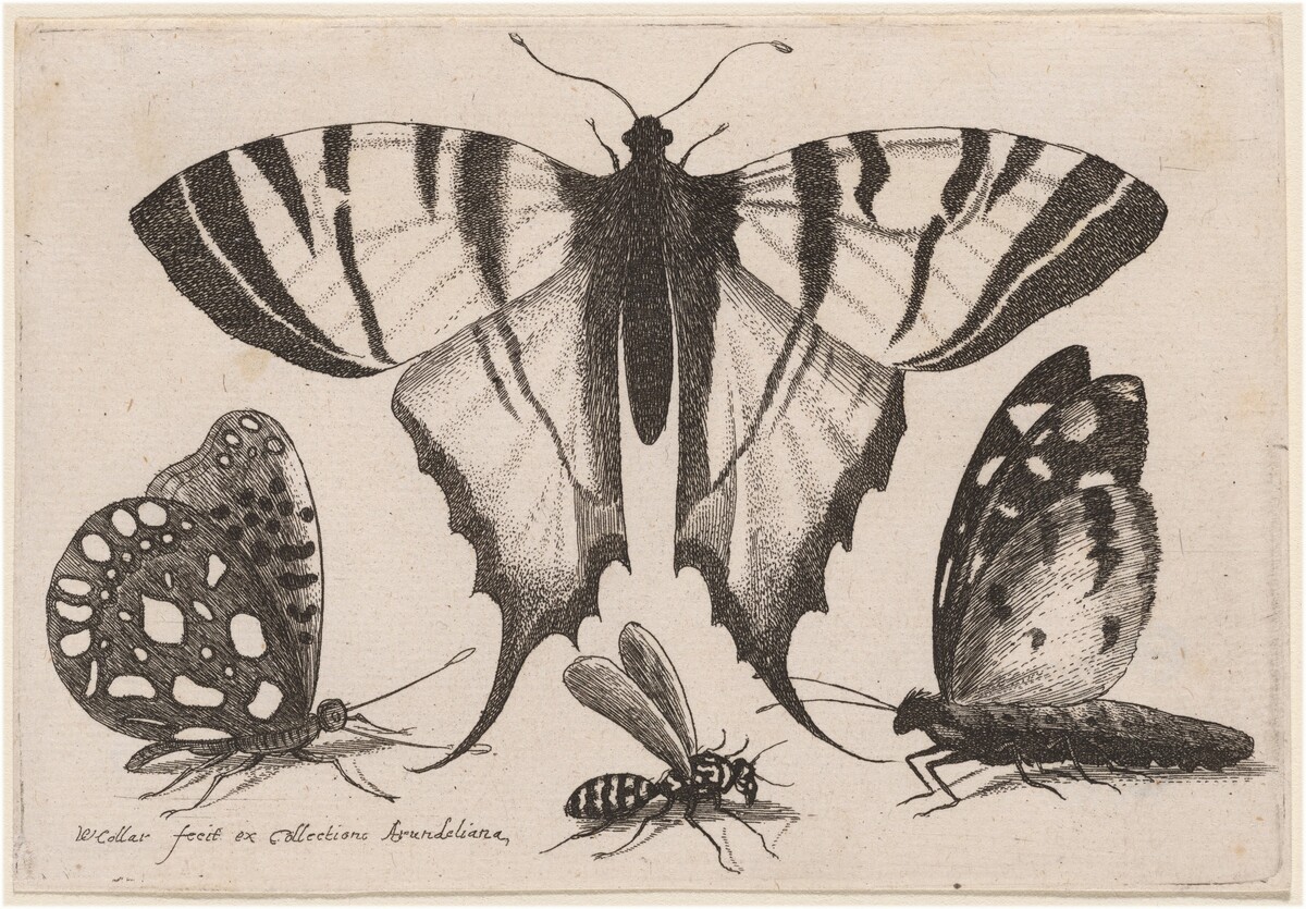 Two Butterflies, a Wasp, and a Moth by Wenceslaus Hollar