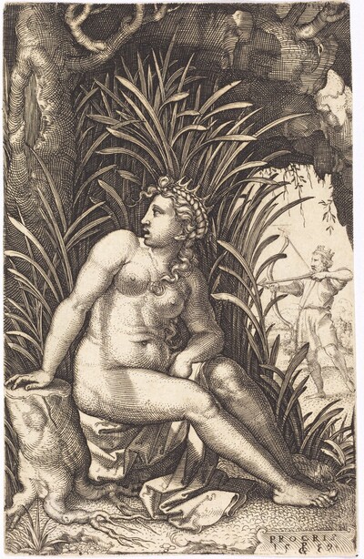 Procris
