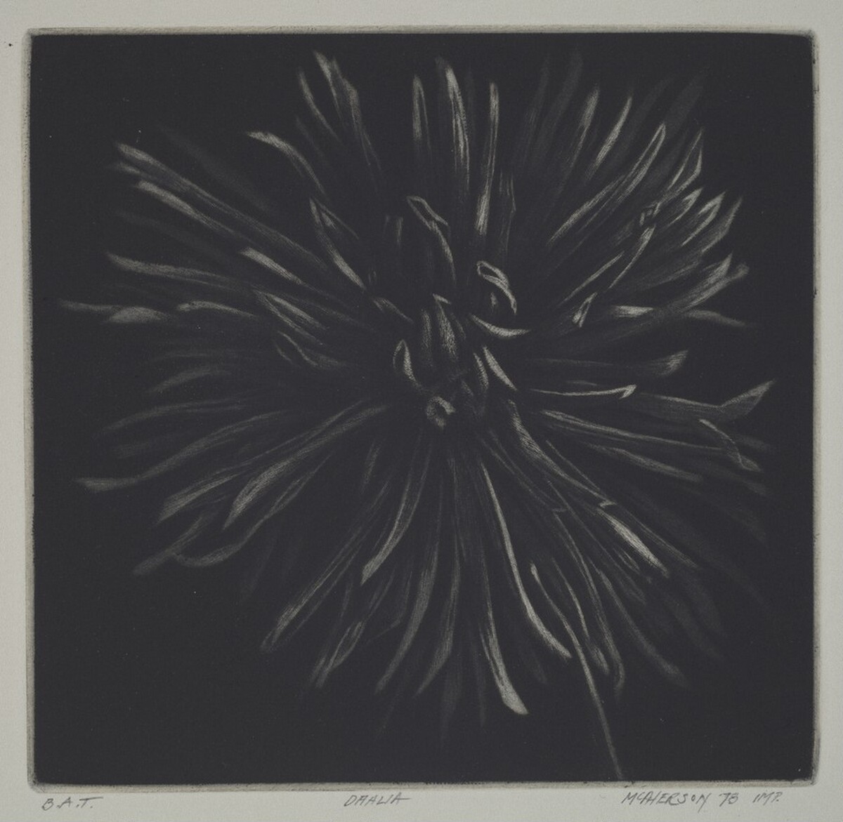 Dahlia by Craig McPherson