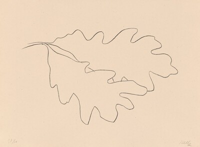 Oak VII