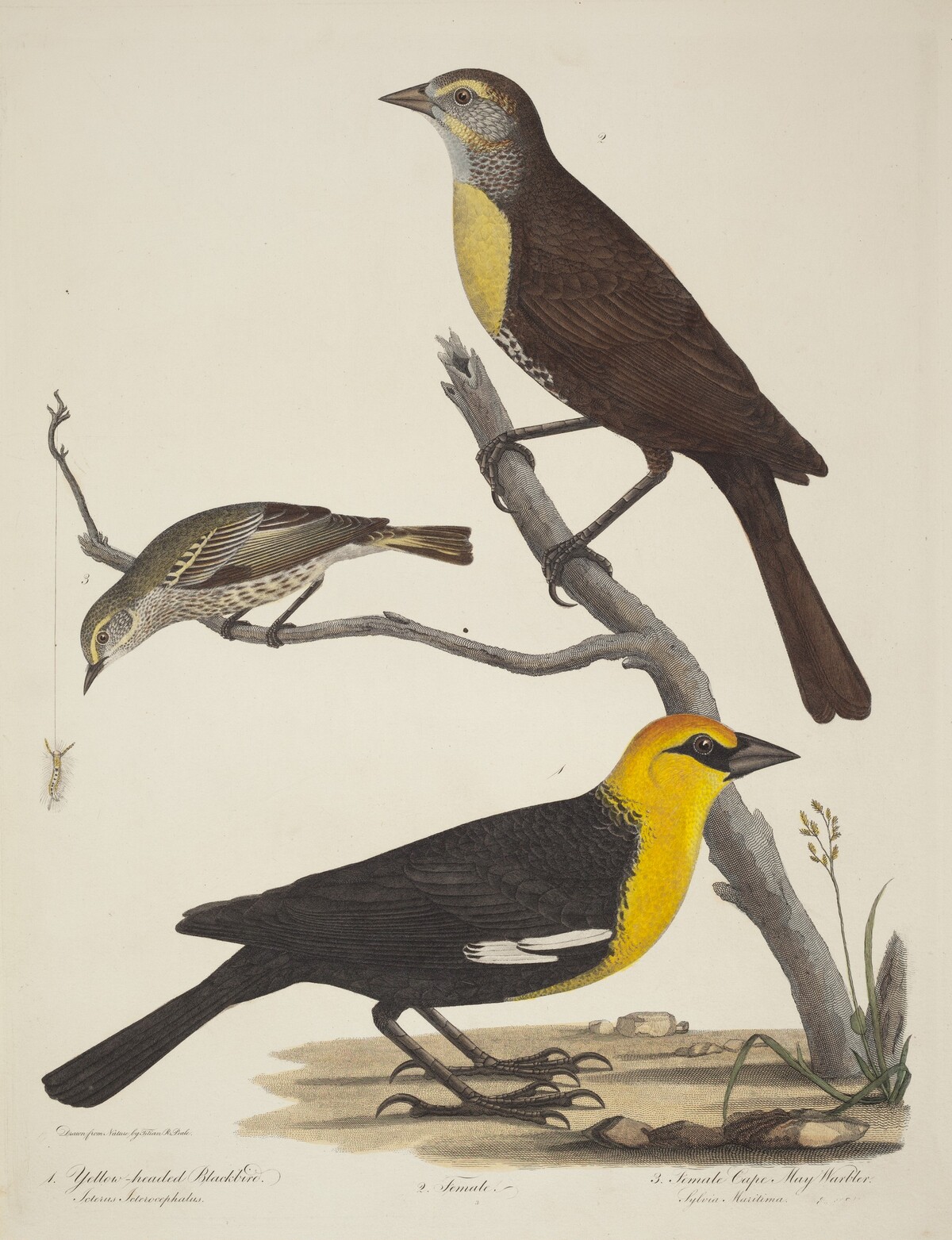 Yellow-headed Blackbird, Female Blackbird, and Female Cape May Warbler by Alexander Lawson after Titian Ramsay Peale