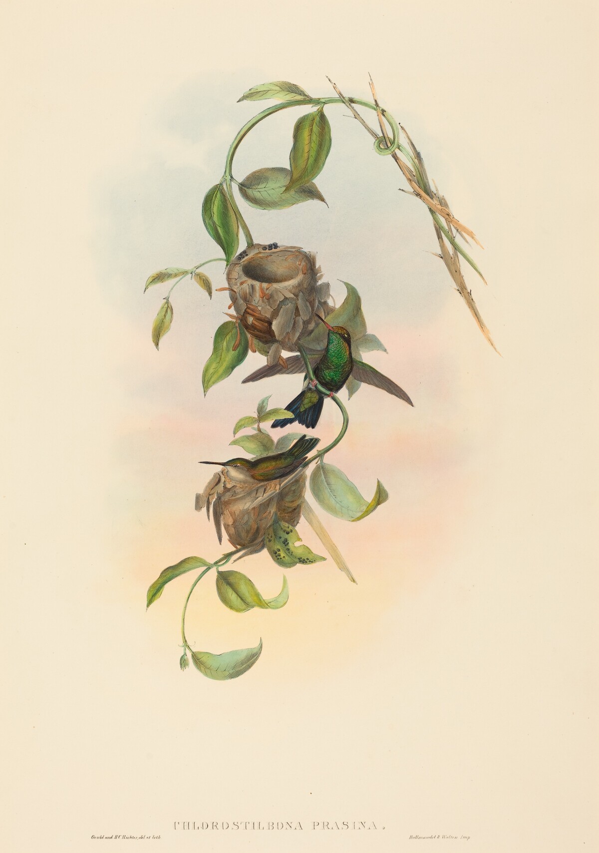 Chlorostilbona prasina (Puncheran's Emerald) by John Gould and H.C. Richter