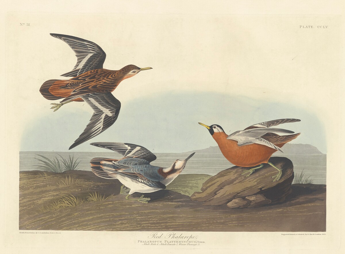 Red Phalarope by Robert Havell after John James Audubon