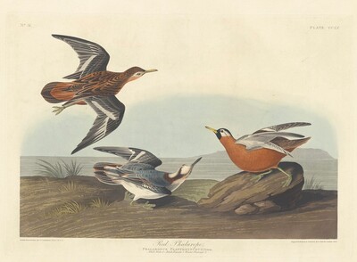 Red Phalarope