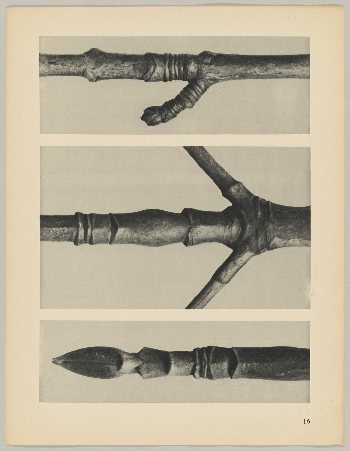a Cornus Nuttallii; b Cornus Nuttallii; c Acer by Karl Blossfeldt