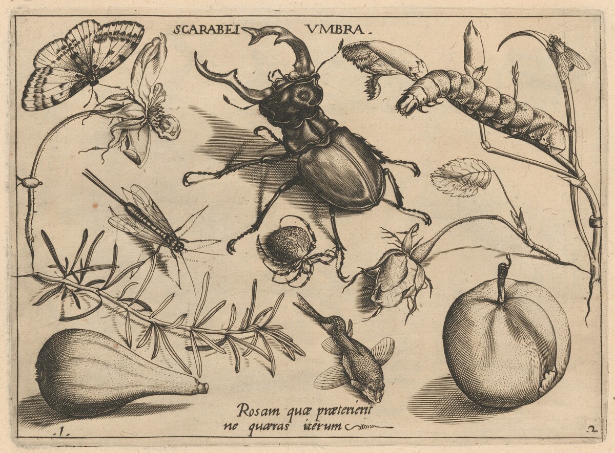 Archetypa studiaque patris Georgii Hoefnagelii [Part 2, Plate 1] by Jacob Hoefnagel after Joris Hoefnagel