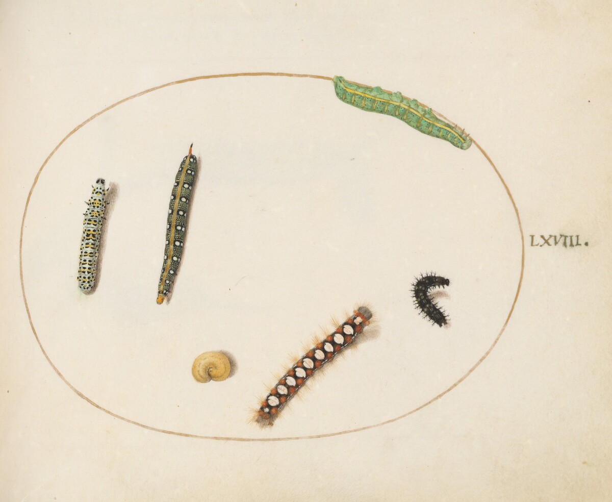 Plate 68: Leafy Spurge Hawkmoth Caterpillar, Mullein Moth Caterpillar, and Other Caterpillars by Joris Hoefnagel