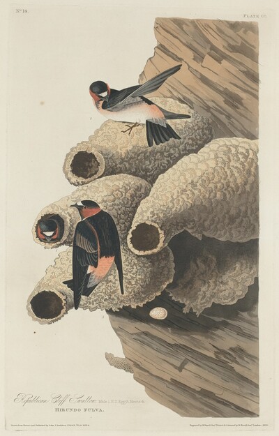 Republican Cliff Swallow