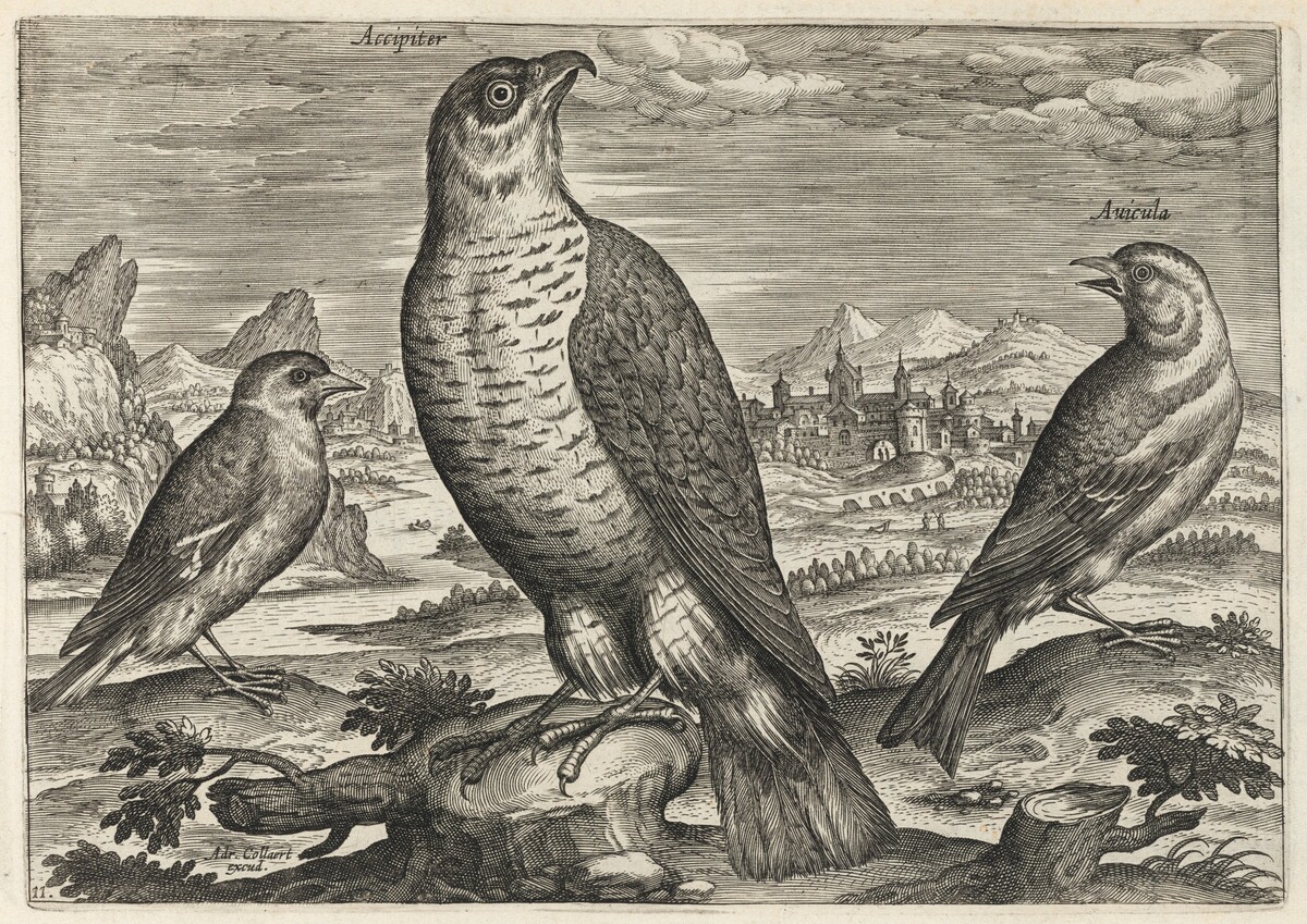 Hawk and Sparrows by Adriaen Collaert