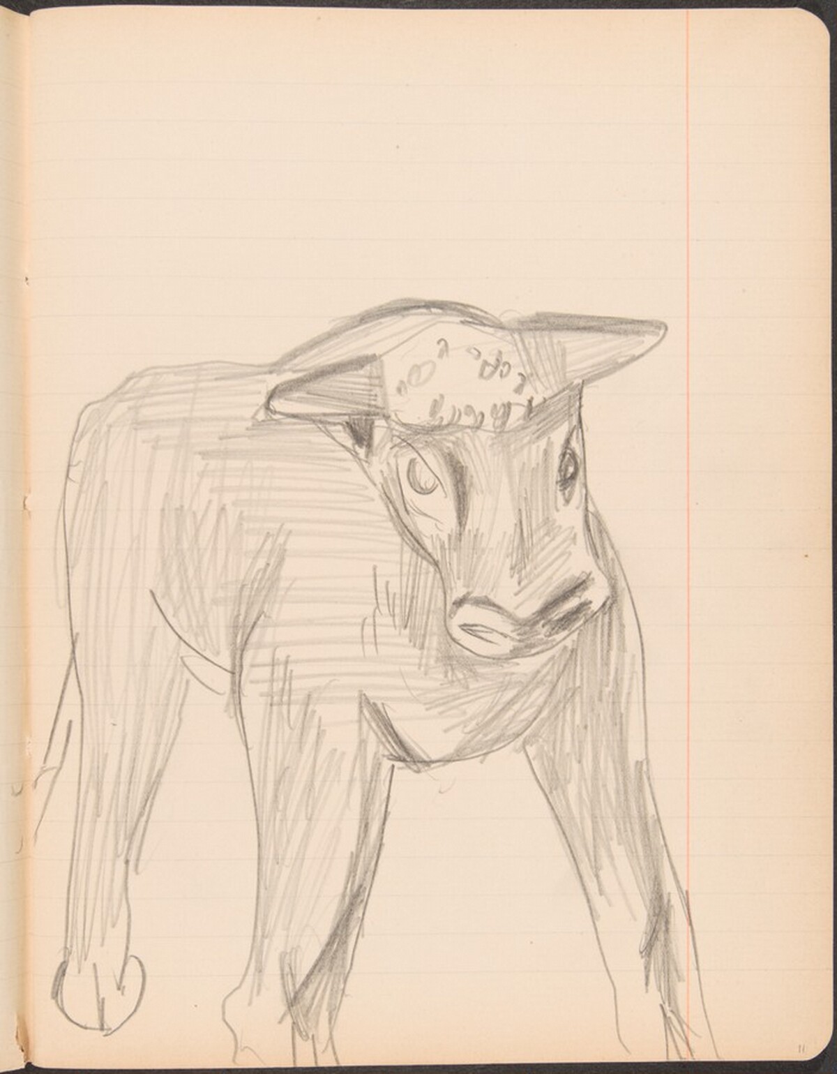 stehendes Kalb, weiter ausgeführt (Standing Calf) [p. 11] by Max Beckmann