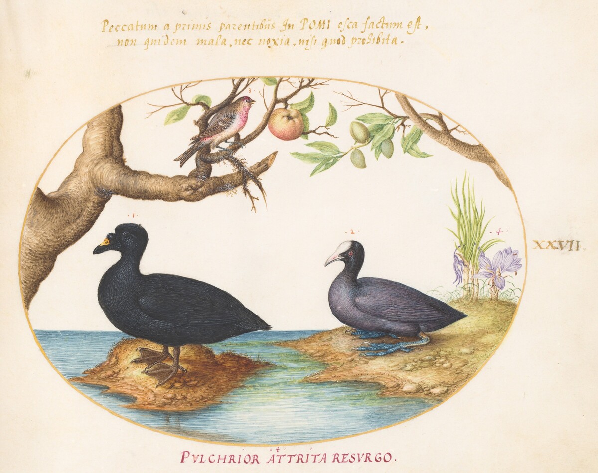 Plate 27: A Common Scoter, a Eurasian Coot, and a Rosefinch(?) by Joris Hoefnagel