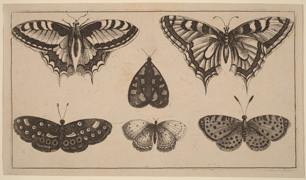 Five Butterflies and a Moth by Wenceslaus Hollar