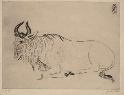 Buffalo (Buffle)
