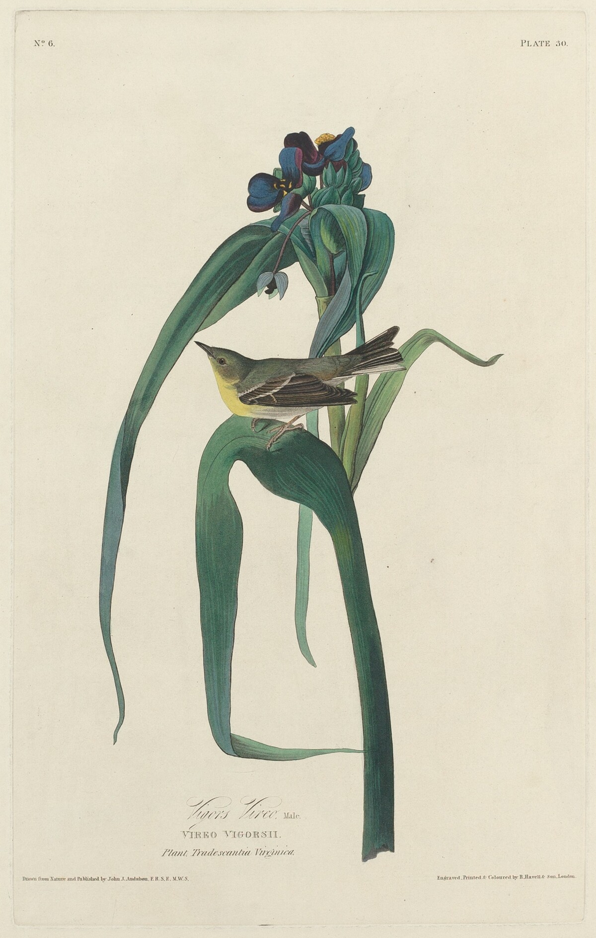 Vigors Vireo by Robert Havell after John James Audubon