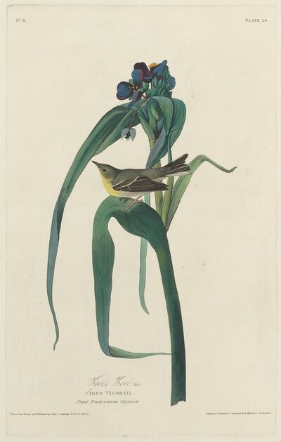 Vigors Vireo
