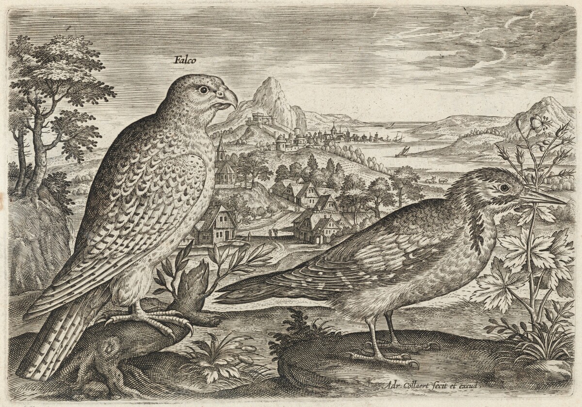Kestrel and Great Spotted Woodpecker by Adriaen Collaert