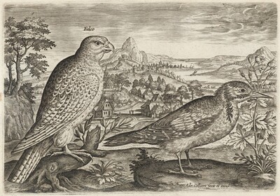 Kestrel and Great Spotted Woodpecker