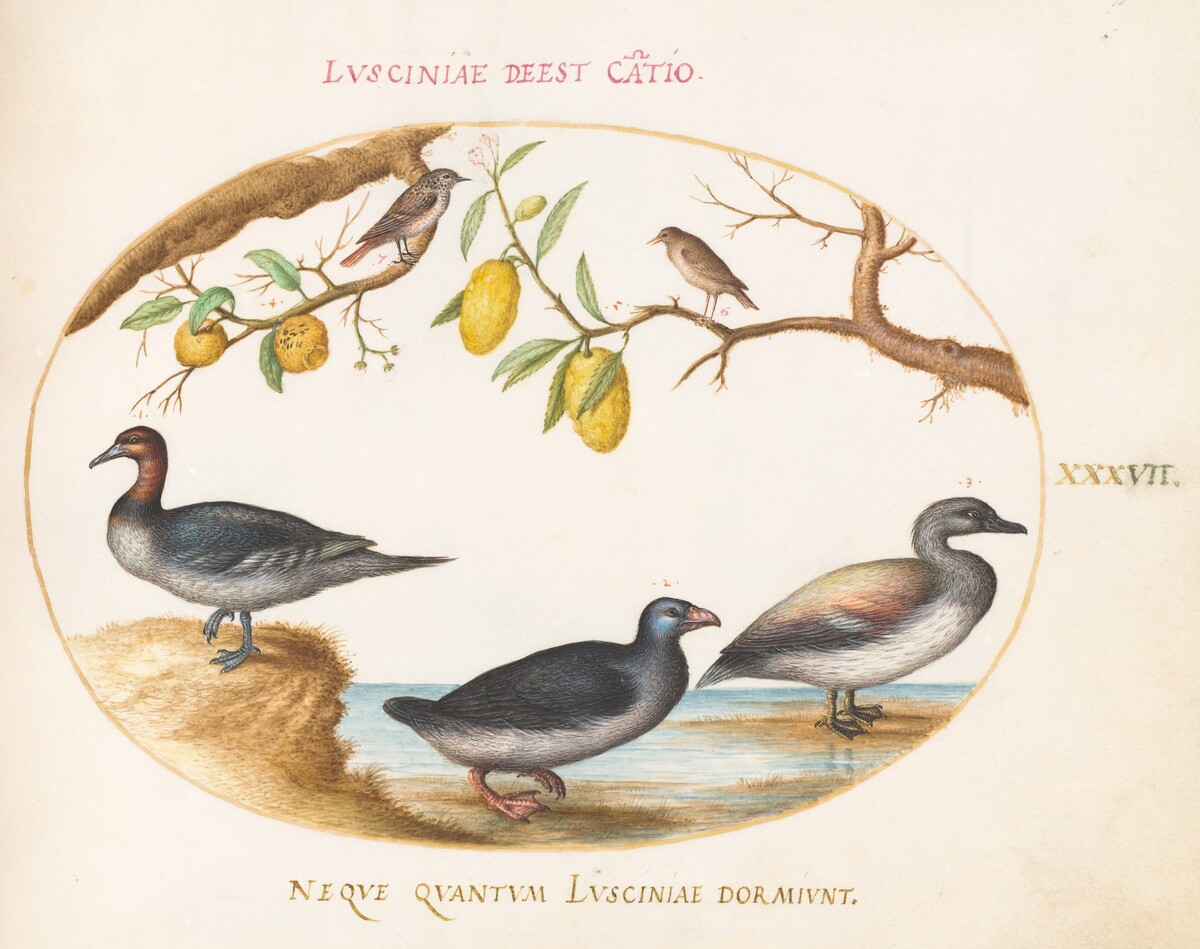 Plate 37: Three Waterfowl with Two Nightingales(?)  Perched in Citrus Trees by Joris Hoefnagel