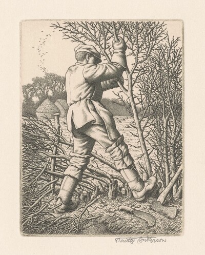 Hedge Laying