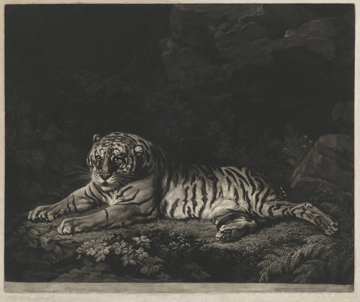 A Tigress by John Dixon after George Stubbs