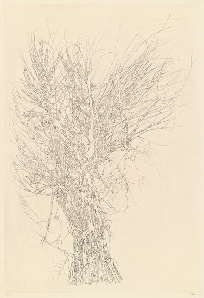 Winter Tree