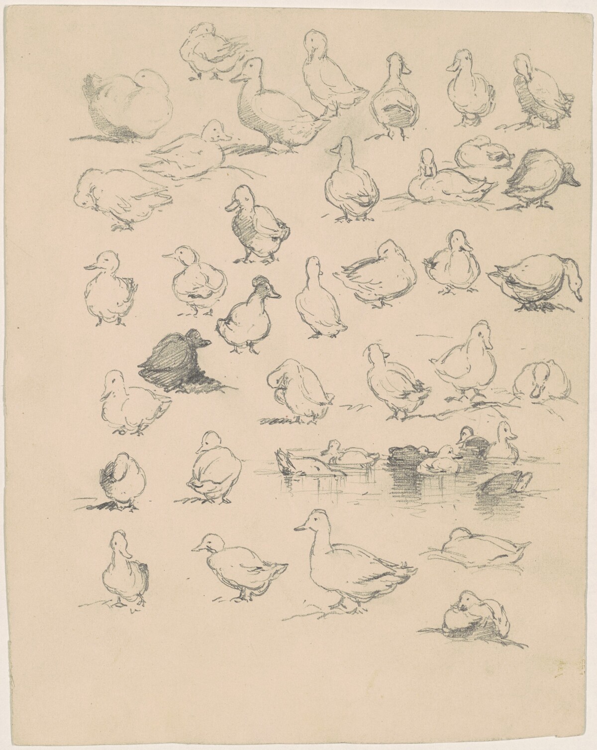 Ducks by Andrew Fisher Bunner