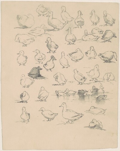 Ducks