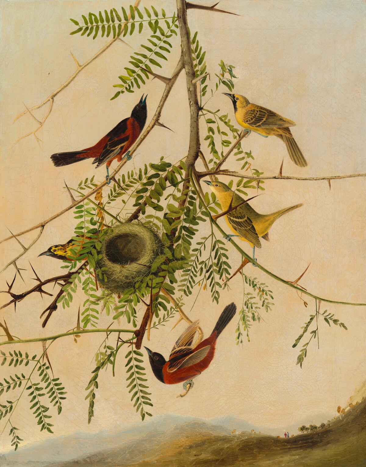 Orchard Oriole by Joseph Bartholomew Kidd, after John James Audubon