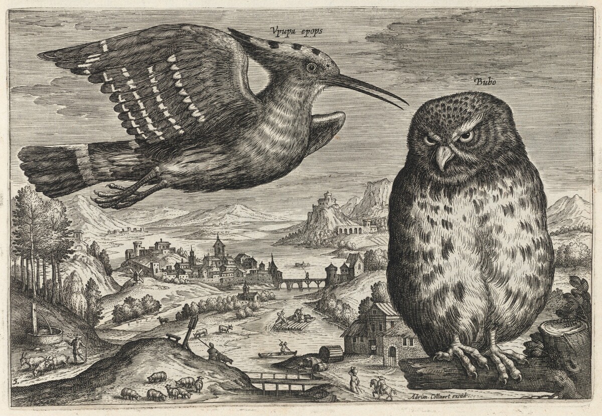 Hoopoe and Owl by Adriaen Collaert