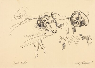 Schafböcke (Rams)
