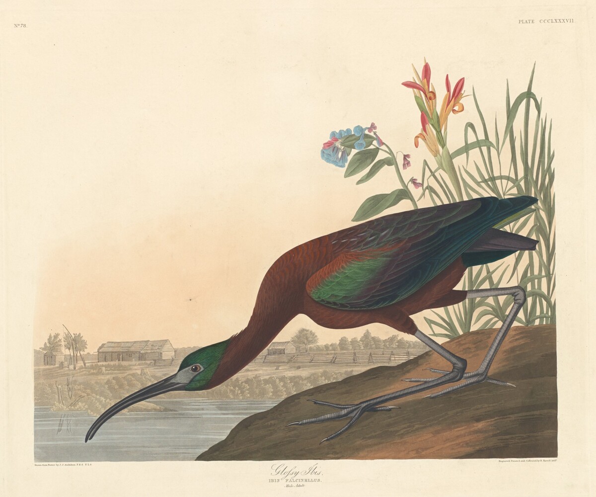 Glossy Ibis by Robert Havell after John James Audubon