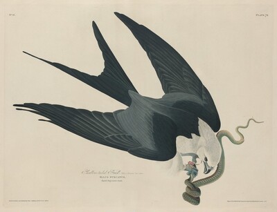 Swallow-tailed Hawk